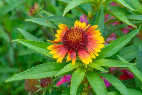 Gaillardia