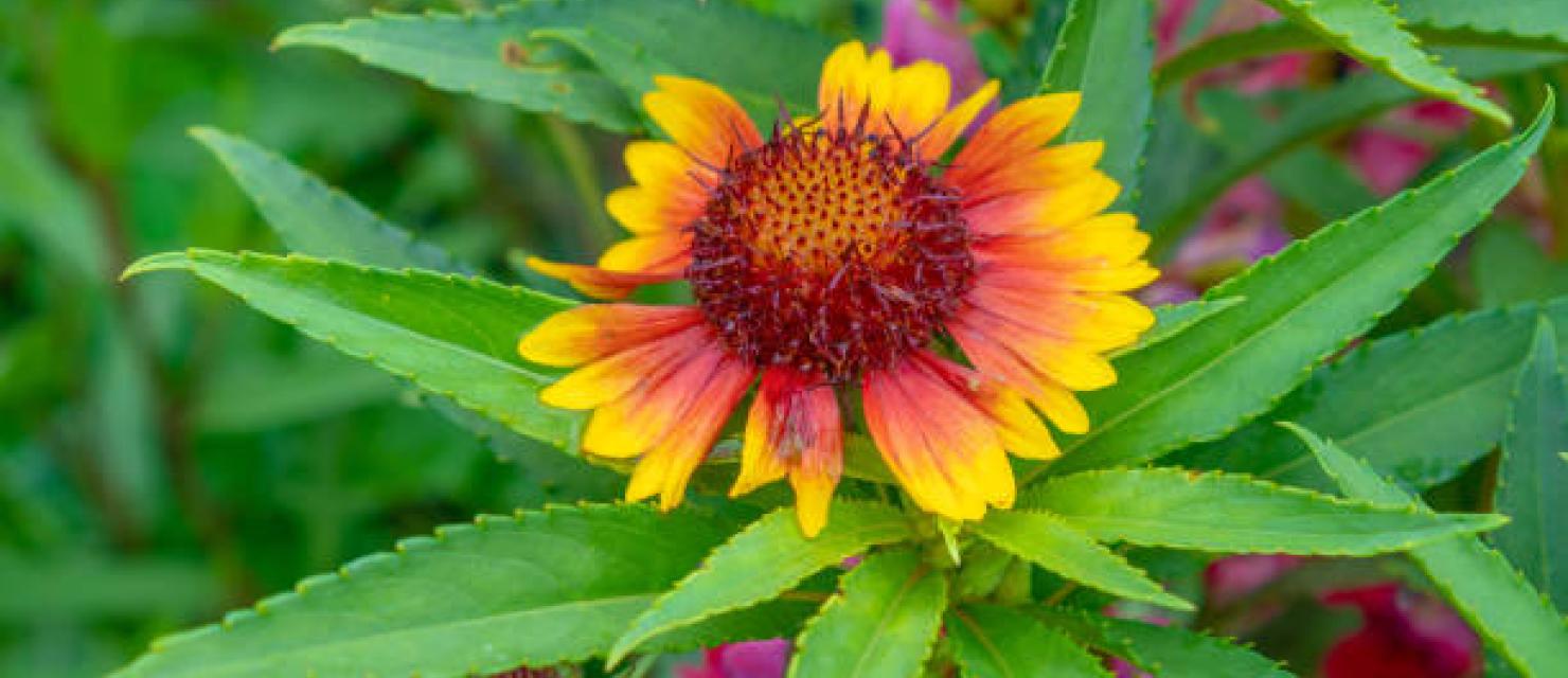 Gaillardia