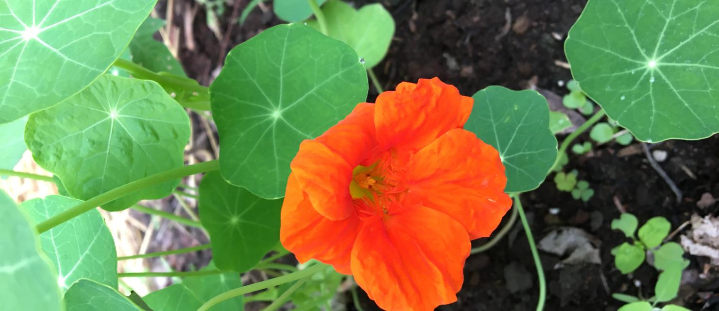 Nasturtium